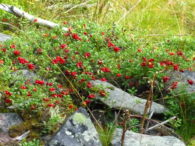 Utsikt över sommarlandskapet