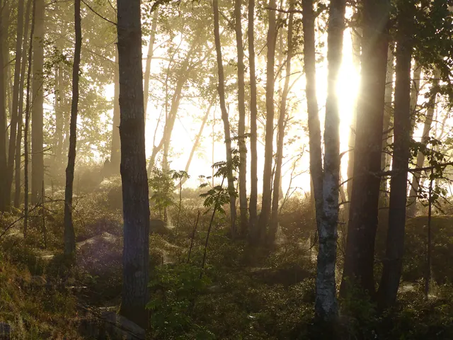Naturmotiv från omgivningarna