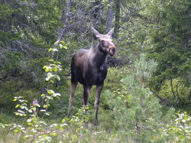 Paddeltur på sjön