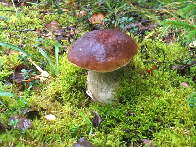 Svamp i skogen vid stugan