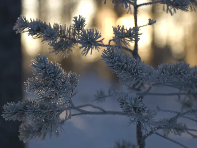 Snötäckt träd vid stugan