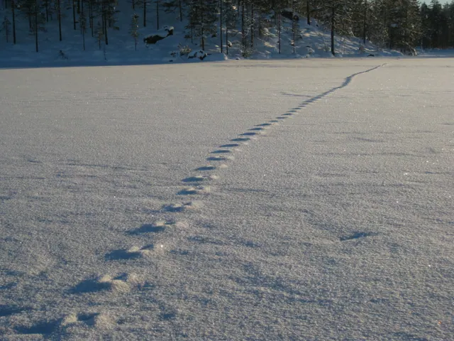 Älgspår i snön