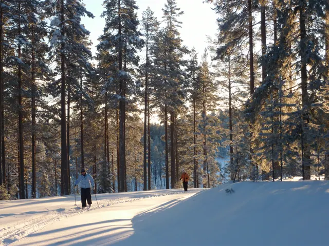 Längdskidåkning genom vinterlandskapet